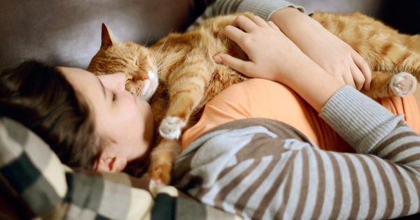 Кошка в доме укрепляет здоровье людей: 10 доказанных фактов