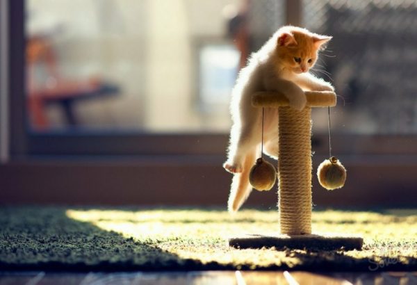Кошка в доме: как спасти стены