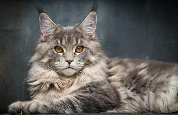 Метис мейн-куна (21 фото): как отличить настоящего мейн-куна от помеси с обычной кошкой? Смесь мейн-куна с британцем, сибирским котом или персом