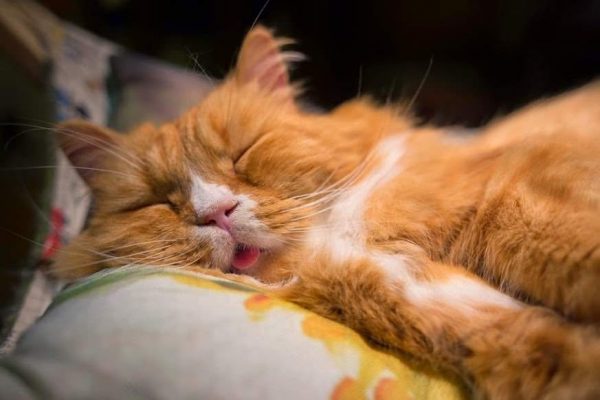 Коты спят по 20 часов в сутки