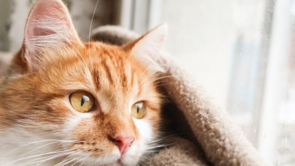 Мочекаменная болезнь у кошек 🐈: причины, симптомы и лечение