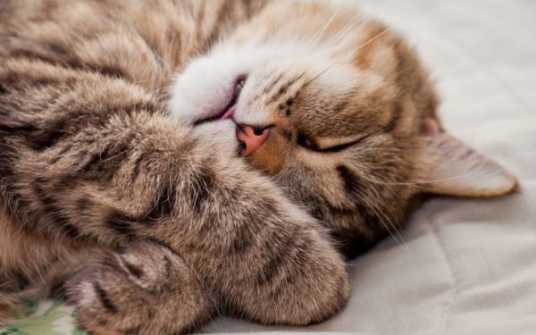 Кот много спит: причины состояния, опасность и существующая норма