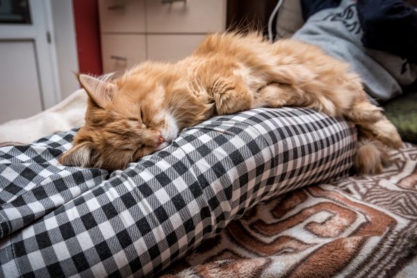 Хозяин, подвинься!": почему кошки стараются ночью спать поближе к человеку