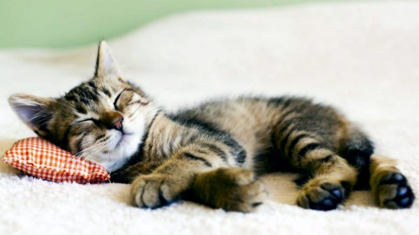 Почему кошки много спят? Причины, описание, фото и видео