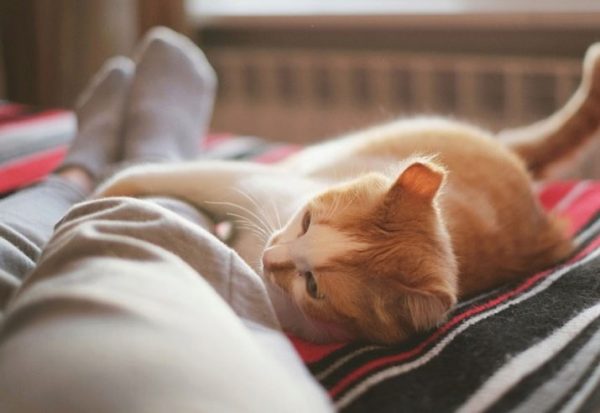 Почему кошки спят в ногах у хозяина? Что это значит для человека? Что делать, если кот постоянно ложится возле хозяйки ночью?