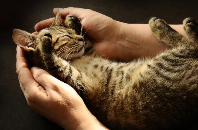 9 признаков того, что ваша кошка вас обожает :: Инфониак