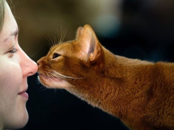 Если кошки чувствуют человека, значит, любят – мистика ли это; как кошки и коты проявляют свою любовь к хозяину: признаки любви кошки к человеку; каких людей кот любит больше