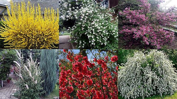 Самые неприхотливые цветущие кустарники для сада и на даче — Садоводство