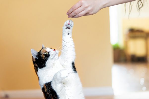 Рекомендации по правильному воспитанию кошки и выбору наказания за проделки | Блог ветклиники &quot;Беланта&quot;