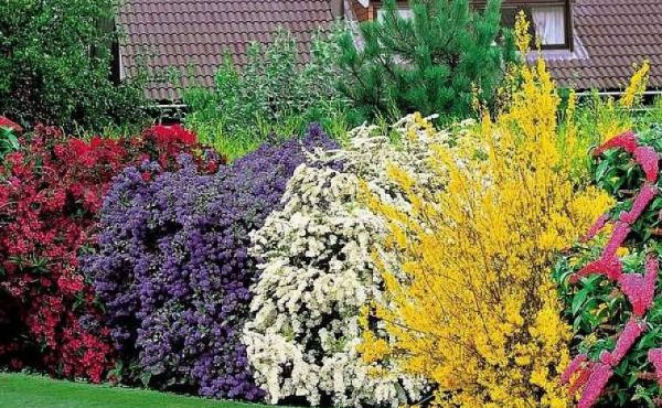 Декоративные кустарники: морозостойкие, многолетние, красивые, низкие для сада и дачи, цветущие все лето розовыми и желтыми цветами - 24 фото