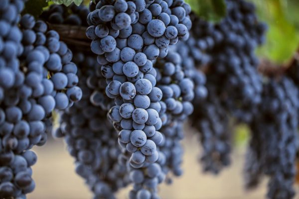 Вещество в виноградной кожуре защитит от рака легких — Naked Science