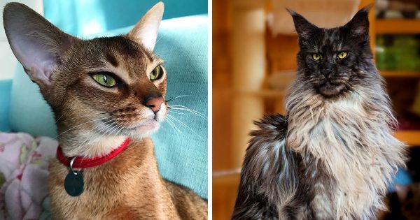 Самые красивые породы кошек в мире: топ-10 породистых представителей семейства кошачьих из тех, кто согласился жить с человеком