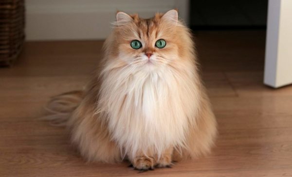 Самые красивые породы кошек в мире: фото, названия и цены