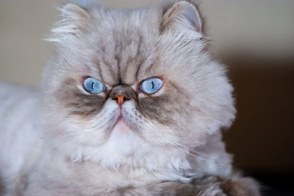 Персидская кошка: описание породы и характера - PurinaOne.ru