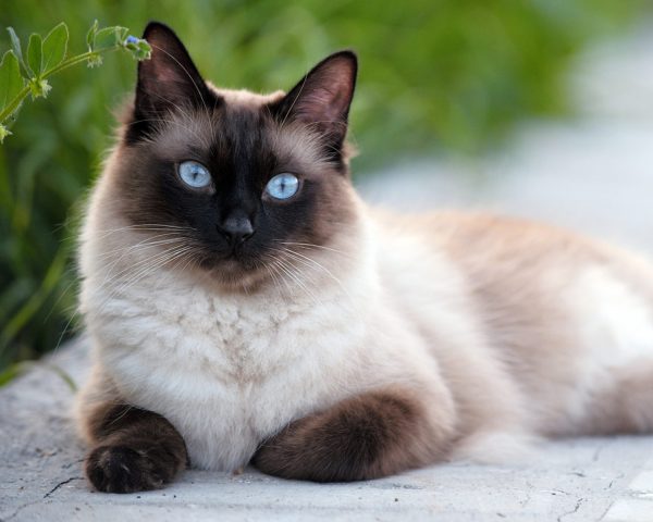 Сиамская кошка: описание, характер породы, цена котят, фото, отзывы и болезни породы.